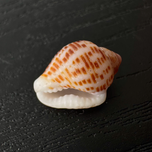 Columbella mercatoria observed 2026-09-19