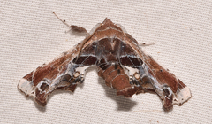 Eutelia pulcherrimus