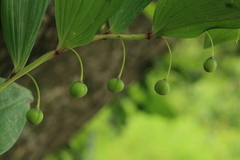 Polygonatum odoratum