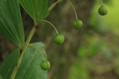 Polygonatum odoratum