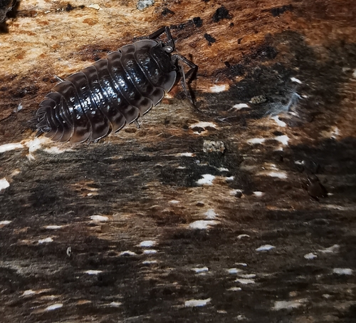 Common Shiny Woodlouse