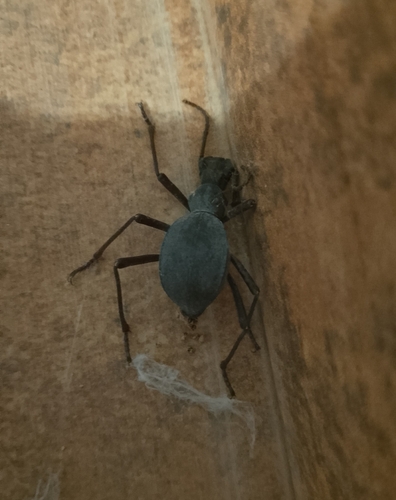 Leptoderis solieri