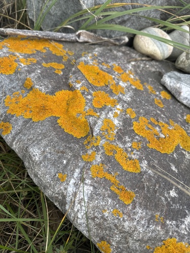Seaside Sunburst Lichen