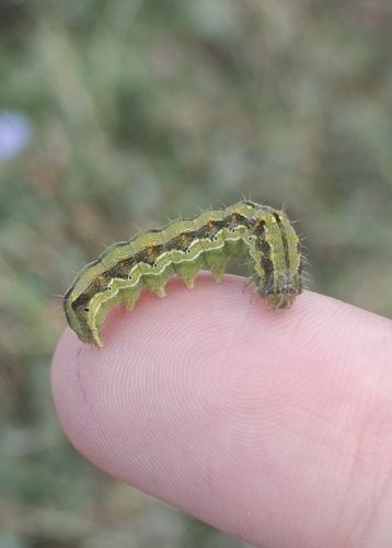Cotton Bollworm Moth