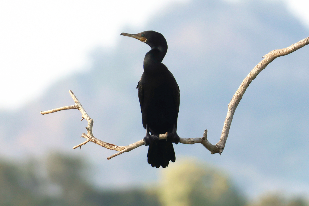 Indian cormorant perched upright on a bare branch
