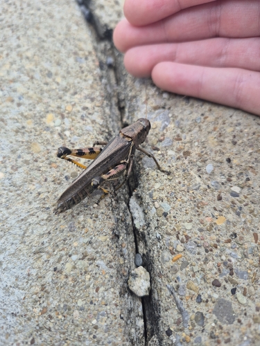Differential Grasshopper