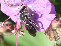 Lasioglossum sexnotatum