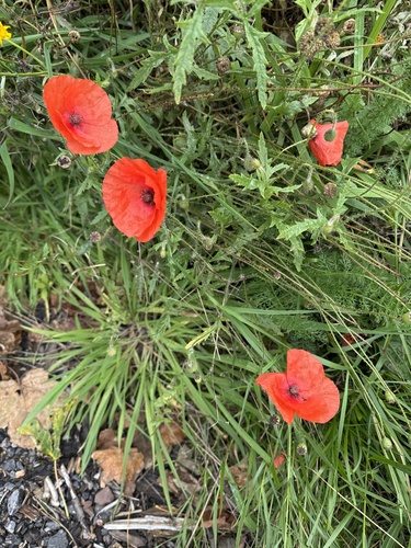 common poppy