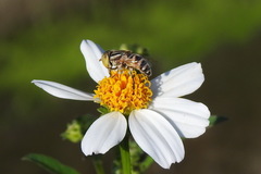 Eristalinus arvorum