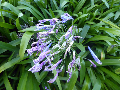Agapanthus praecox