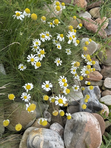 German Chamomile
