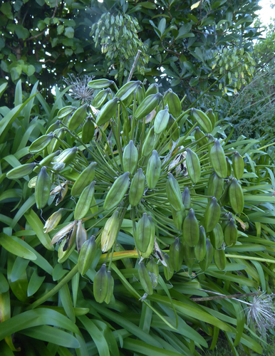 Agapanthus praecox