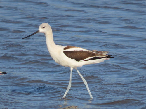 American Avocet