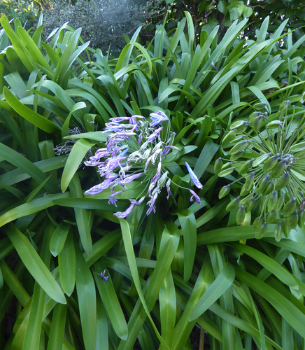 Agapanthus praecox