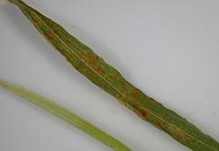 Puccinia striiformis