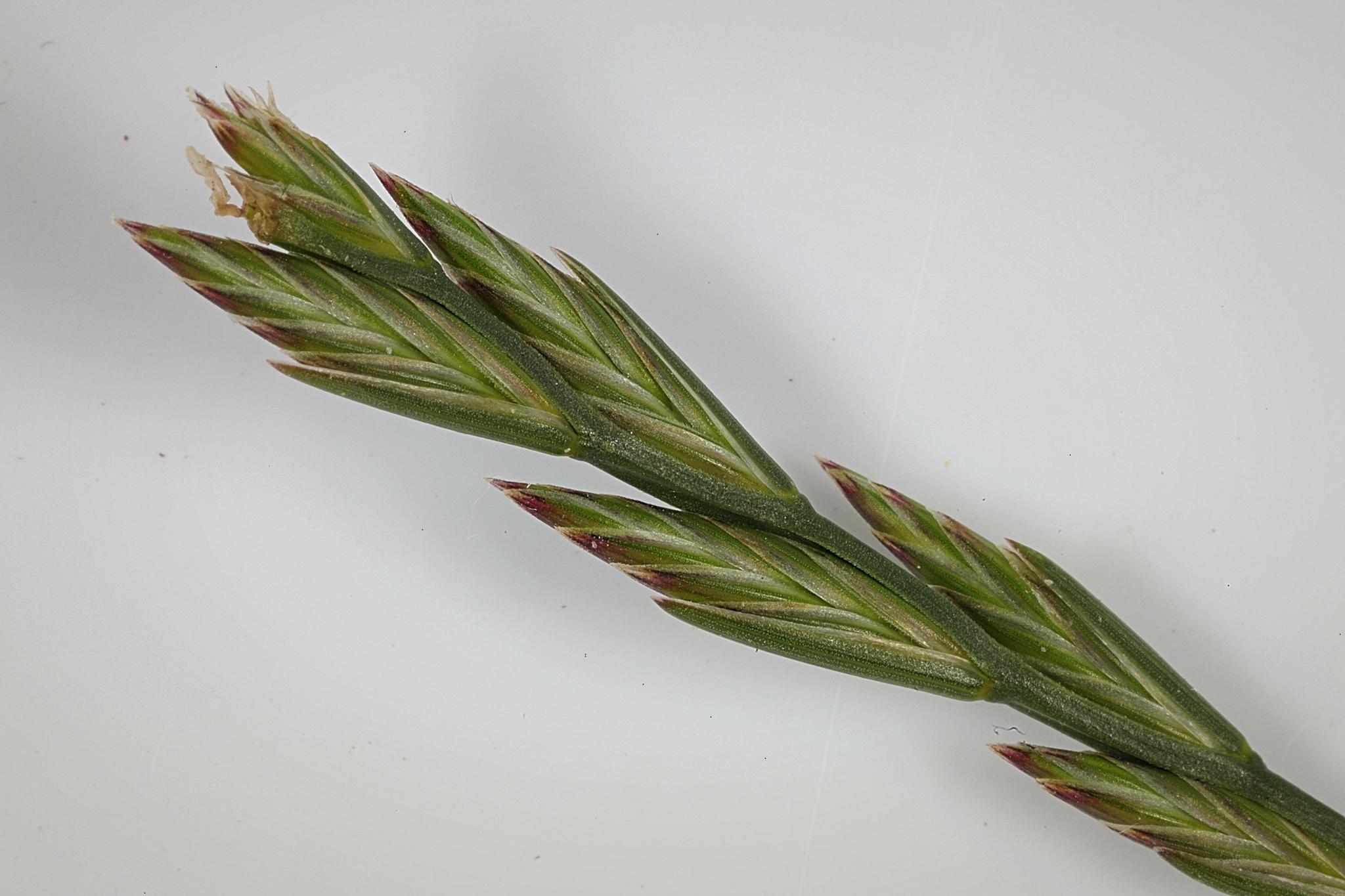(c) Stephen James McWilliam, aucun droit réservé (CC0) https://www.inaturalist.org/observations/46470932