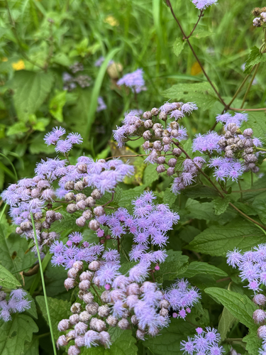 blue mistflower