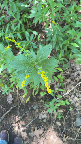 common wrinkle-leaved goldenrod