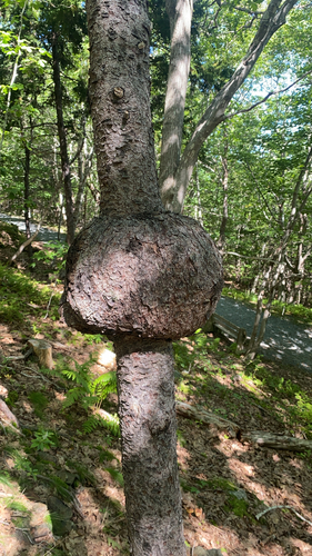 bacterial crown gall