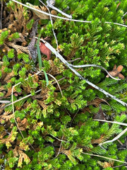Selaginella wallacei, photograph author not stated, no rights reserved