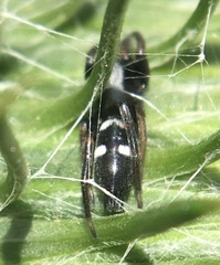 Aphantaulax trifasciata