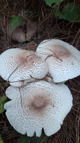reddening lepiota