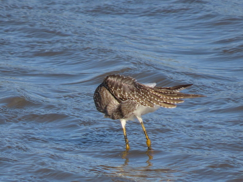 Lesser Yellowlegs