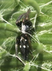 Aphantaulax trifasciata