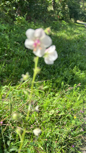 moth mullein