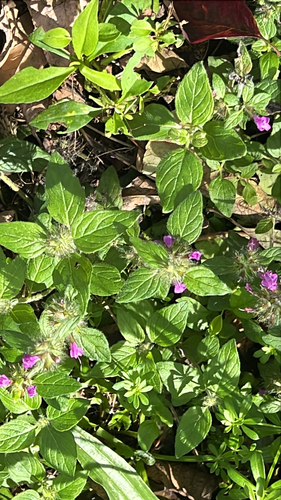 Wild Basil