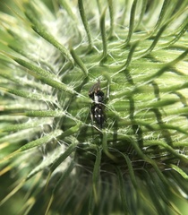 Aphantaulax trifasciata