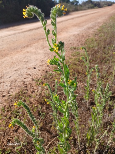 Amsinckia menziesii observed 2026-09-18