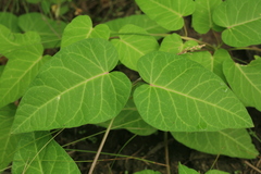 Cynanchum rostellatum