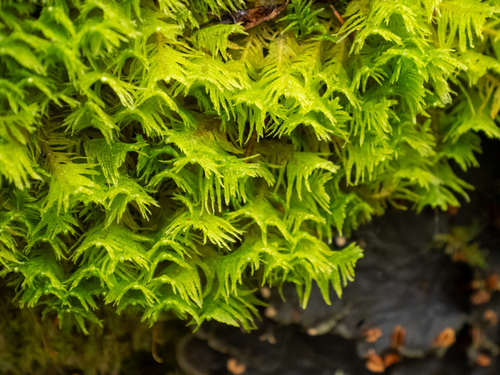 Ostrich-plume Moss