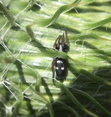 Aphantaulax trifasciata