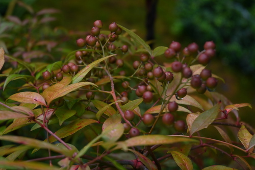 Heavenly bamboo