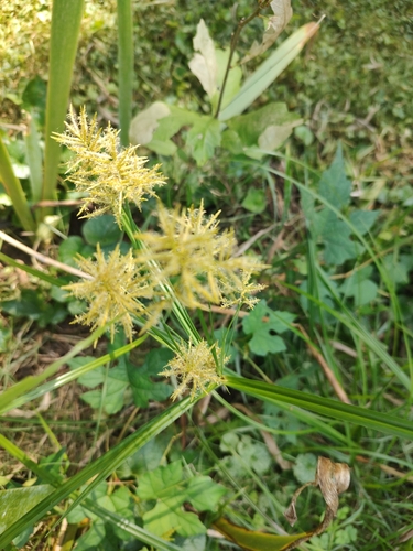 yellow nutsedge