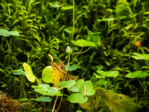 European wood-sorrel