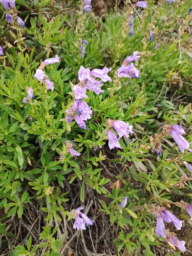 Penstemon fruticosus, photograph 6