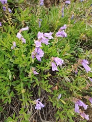 Penstemon fruticosus, photograph author not stated, no rights reserved