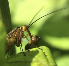 Panorpa meridionalis