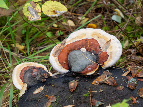 Red-banded Polypore
