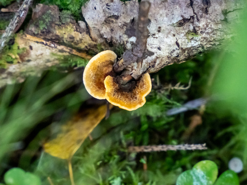 hairy curtain crust