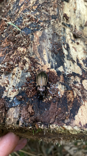 Granulated Ground Beetle