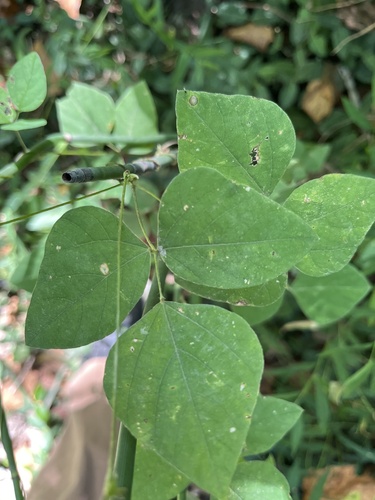 American hog-peanut