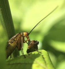 Panorpa meridionalis