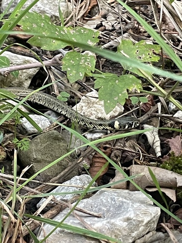 grass snake