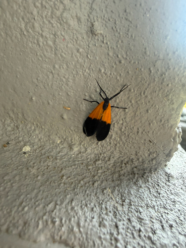 Black-and-yellow Lichen Moth