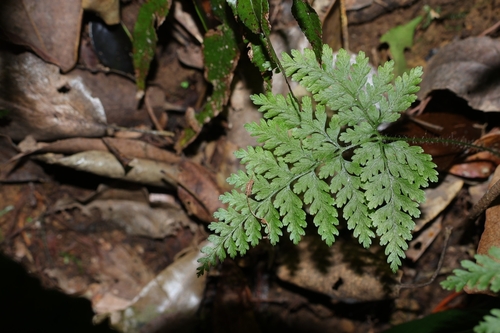 Sitobolium zeylanicum observed 2026-09-19