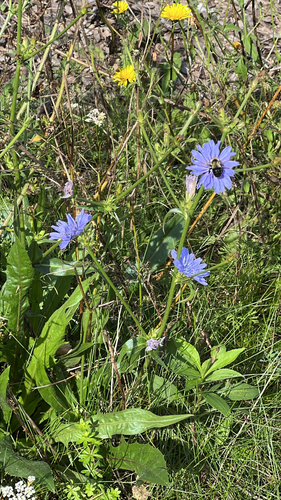 chicory